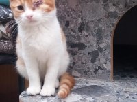 Kedimiz bir ömürlük yuva arıyor