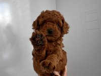 Toy poodle detay için iletişime geçebilirsiniz