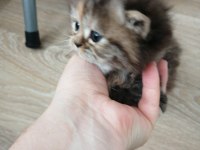 1 dişi ve 2 erkek exotic shorthair yavrularım
