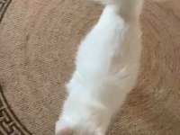 British longhair