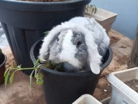 HOLLANDA LOP TAVŞANI