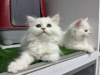 Irk Ve Sağlık Garantili Kedimiz