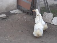 1 ÇİFT PEKİN ÖRDEĞİ AMERİKANLA TAKAS VAR