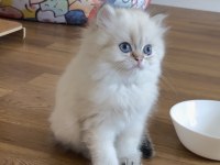 Golden point British longhair erkek