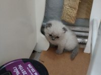 Scottish fold yavru