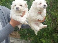 Sevimli maltese bebekler