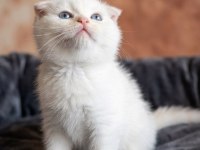 Scottish fold kediler