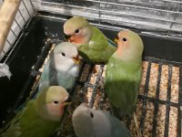 2 Aylık Bebek Sevda Papağanları Yeni Yeme Düştü