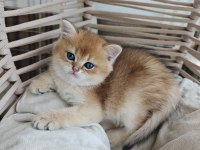 British Shorthair Yuva Arıyor