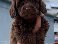 Dişi Maltipoo Sahiplendirme