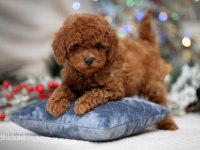 Şecereli Anne Baba Boy Garantili Orijinal Red Toy Poodle