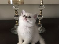 Soylu anne babadan nadir güzellikte british shorthair silver