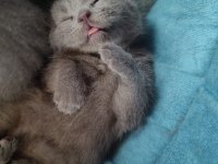 1 aylık british shorthair yavru