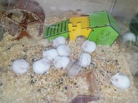 Yavru hamsterlar