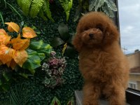 Red toy poodle