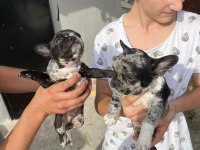 French Bulldog Merle Tan 2,5 Aylık Erkek