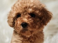 Veteriner teknikerinden toy poodle dişi erkek