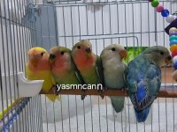 Yavru Sevda Papağanı