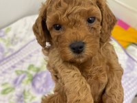 UYGUNA TOY POODLE BEBEKLER