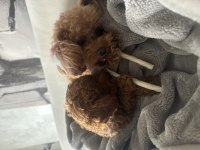 TEACUP POODLE ANNESİYLE ŞUANDA