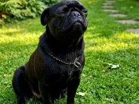 Mops Siyah Pug Son Yavru