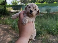 KORE VE TOY POODLE YAVRULARIMIZ
