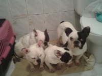 French bulldog toplu