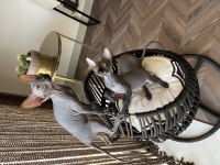 Sphynx sfenks bebekler