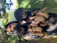 Sağlık Ve Irk Garantili Doberman Yavrularım
