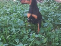 Doberman dişi erkek yavrular