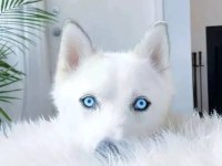 Safkan Orjinal Beyaz Husky Sibirya Kurdu Mavi Gözlü