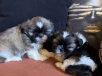 İki erkek safkan shih tzu