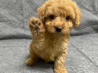 Dünya Tatlısı Maltipoo Yavruları