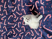 BLUEPOİNT DİŞİ YAVRU KEDİMİZ