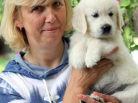 Golden Retriever Adrese Teslim Kapıda Ödeme Yapabilirsiniz