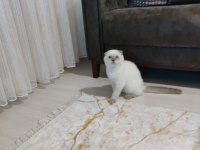 Veteriner kontrollü Aşısı tam