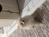 10 aylık oyuncu pomeranian
