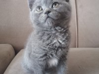 BRİTİSH SHORTHAİR KEDİMİZ BAŞLANGIÇ SETİ HEDİYELİ