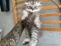 British longhair dişi iki aylık