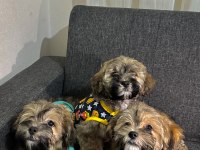 Ayı surat maltipoo yavrularımız