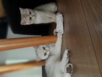 British shorthair
