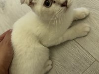 26 Nisan Doğumlu Scottish Fold Bebekler