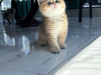 Show kalite ayı surat british shorthair bebekler