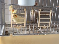 Birbirinden güzel sultan papağanı acil satılık