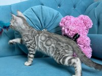 Faturalı Silver Bengal Yavruları