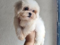 Teacup dişi Kore Maltese