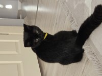 Karabük british shorthair