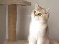 Safkan British Shorthair Erkek Yavru