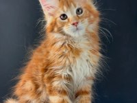 Üst kaliteli maine coon wcf kayıtlı