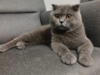 Acil Kedimizi Sahiplendirmek